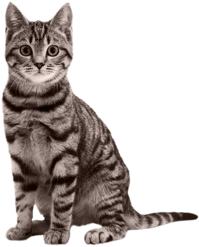 imagen gato