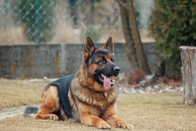 imagen mascota perro