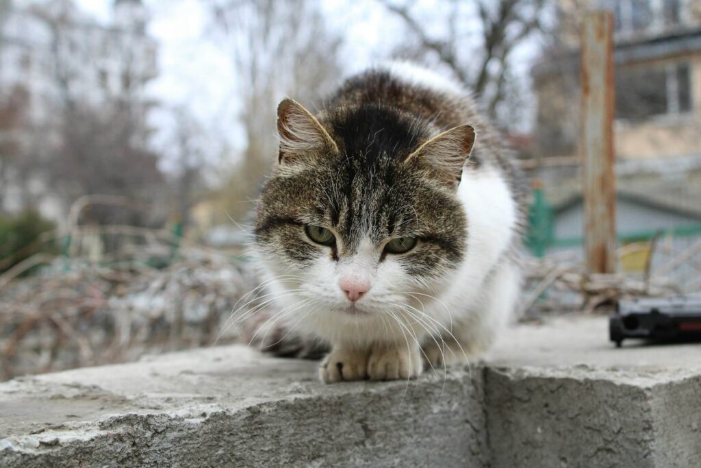 gato urbano
