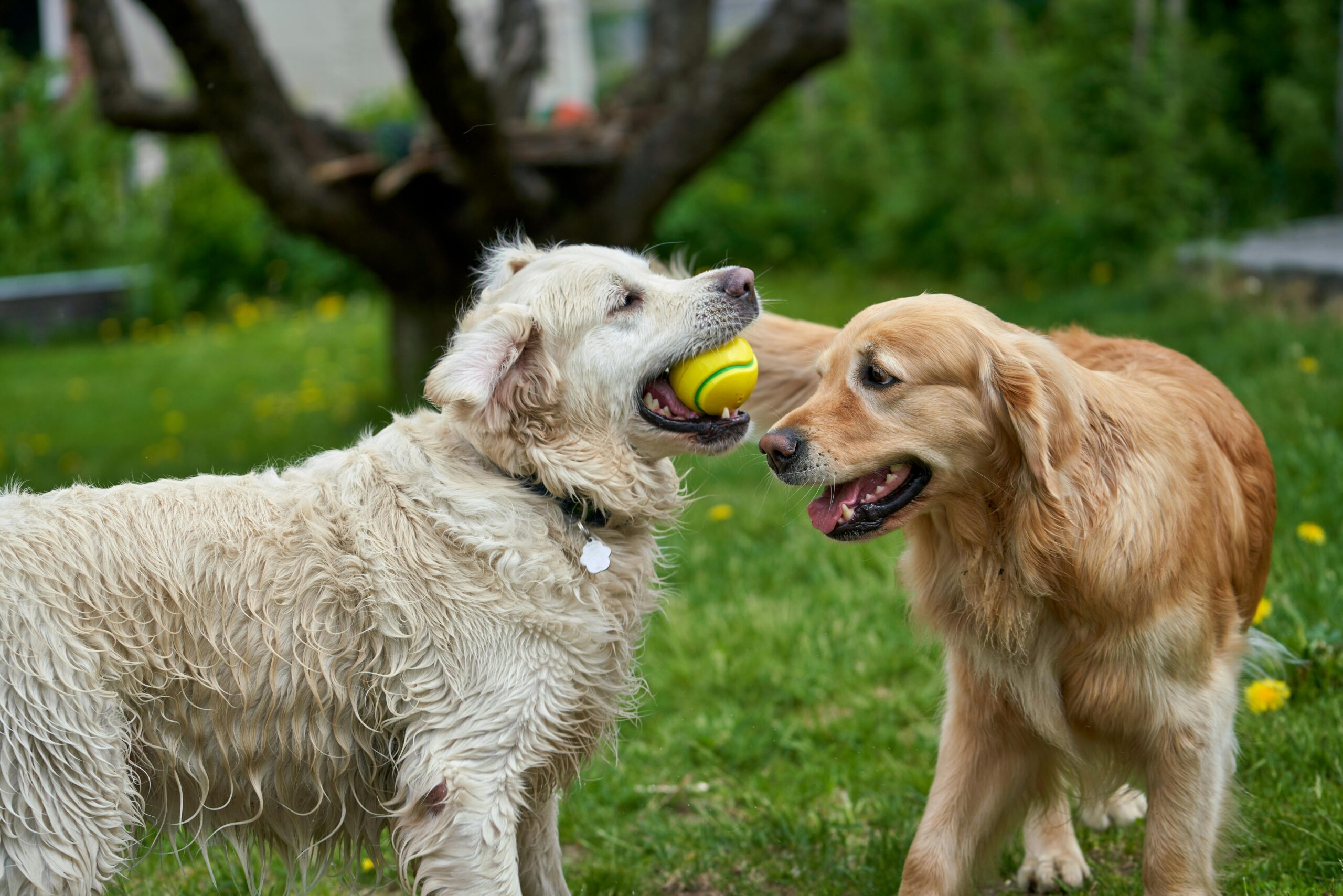 perros jugando